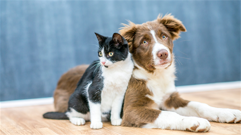 A stock image of a black and white cat next to a brown and white dog.