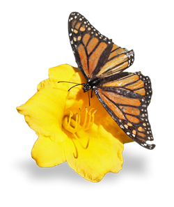 Monarch butterfly on a yellow lilly