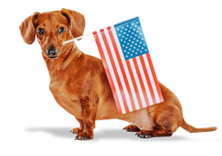 Dachshund holding an American flag 